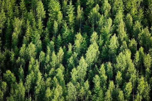 Калмыкия вновь присоединится к традиционной Всероссийской акции "Сохраним лес"