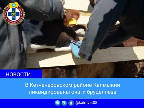 В Кетченеровском районе полностью завершены мероприятия по локализации и ликвидации двух очагов бруцеллеза крупного рогатого скота