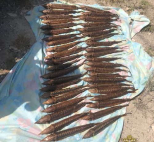 42 экземпляра незаконно добытой рыбы семейства осетровых изъяли полицейские в Калмыкии