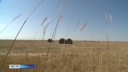 В хозяйствах Калмыкии завершается заготовка кормов