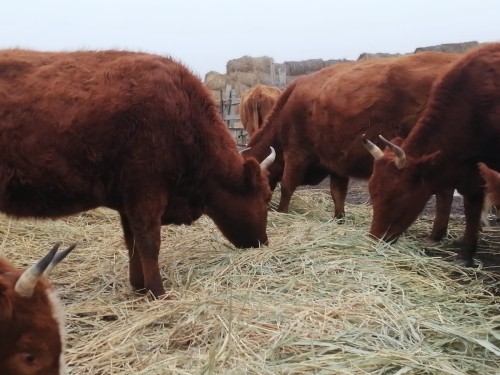 В этом году из-за сложившихся благоприятных погодно-климатических условий зимовка скота на территории Яшкульского района проходит в штатном режиме