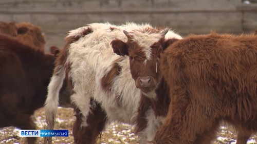 С сегодняшнего дня животноводы Калмыкии могут подать заявки на получение субсидий.