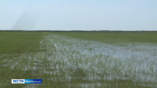 Минсельхоз России снизил тарифы на воду для рисосеющих хозяйств Калмыкии