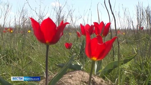 Сегодня тюльпаны Маныча попадут в объектив телекамер и станут объектом восхищения путешественников со всей страны