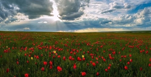 В Калмыкии проходит фестиваль тюльпанов