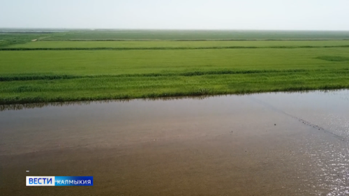 В Октябрьском районе планируют получить около 10 тысяч тонн риса