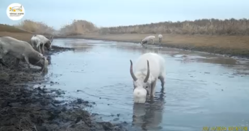 Сайгаки и лужа