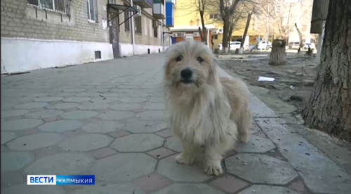 В Северной промзоне Элисты началось возведение пункта временного содержания животных.