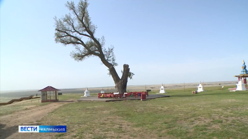 Одинокий тополь переживает не лучшие времена.