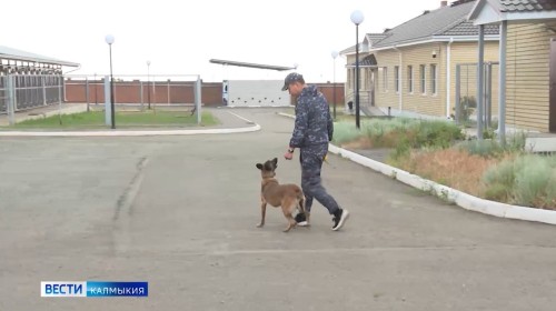 Сегодня - День кинологических подразделений МВД.