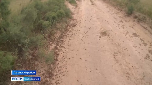 Саранча встала на крыло.