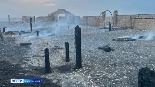 В Целинном районе огнём уничтожены  более тысячи голов овец.