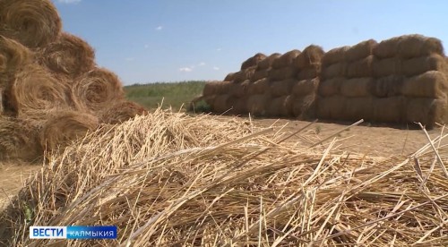 У сельскохозяйственных предприятий и КФХ Яшкульского района в самом разгаре заготовка кормов на предстоящую зимовку.