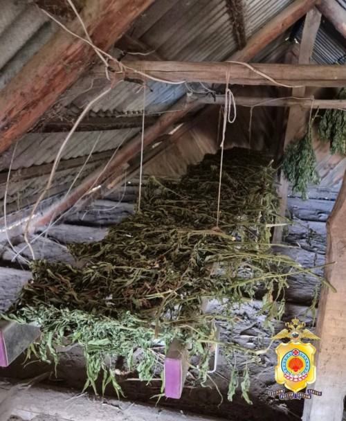 В Калмыкии возбуждено уголовное дело за выращивание конопли.