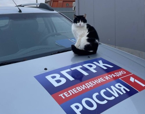 С наступлением холодов бездомные котики могут забираться на колёса или под капот машин: они греются у тёплого двигателя.