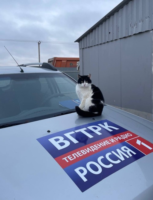 Хвостатым входа нет: в России могут запретить животных в кафе и магазинах