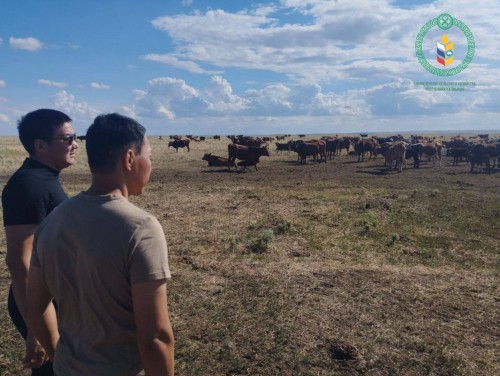 Более 300 получателей субсидий в Минсельхозе Калмыкии вернули средства