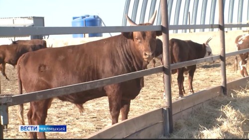 В 2026 году объём государственной поддержки начинающих фермеров Калмыкии будет повышен на 25%, до 235 млн рублей.