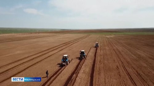 Калмыкия — в числе лидеров страны по сохранению лесов по итогам проверки Рослесхоза.