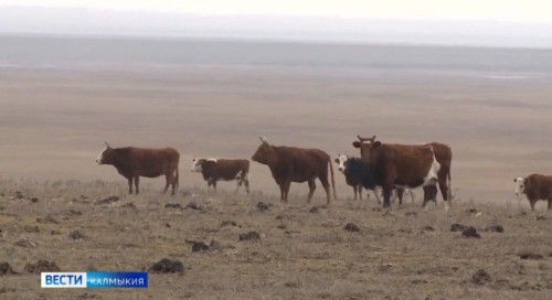 Животноводческие хозяйства Калмыкии полностью готовы к зимовке, сообщает профильное ведомство.