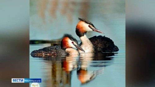 Союз охраны птиц России объявил чомгу, или большую поганку, символом Птицы года 2026.