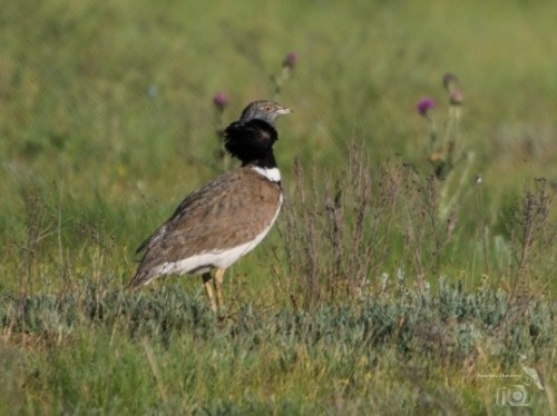 Сегодня в России отмечают День зимующих птиц.