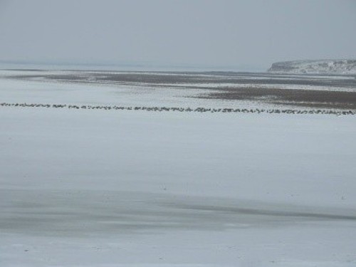 ️Сегодня отмечается Всемирный день водно-болотных угодий