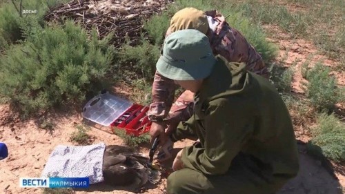 Сегодня свой профессиональный праздник отмечают те, кто выбрал сферой своих научных интересов орнитологию.