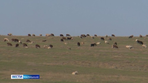 Россельхознадзор потребовал от Казахстана пересмотреть решение о временных ограничениях на ввоз животноводческой продукции из Калмыкии и ещё семи регионов России.