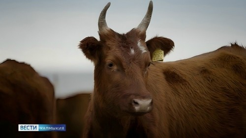 Казахстан ограничил ввоз продукции из Калмыкии и ещё семи регионов России.