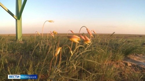 Сегодня отмечается Всемирный день дикой природы.