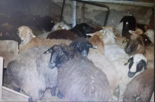 ️В Малодербетовском районе раскрыли кражу 43 голов мелкого рогатого скота.