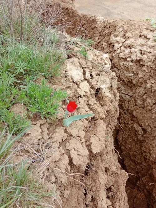 В Калмыкии зацвёл первый тюльпан душистый.