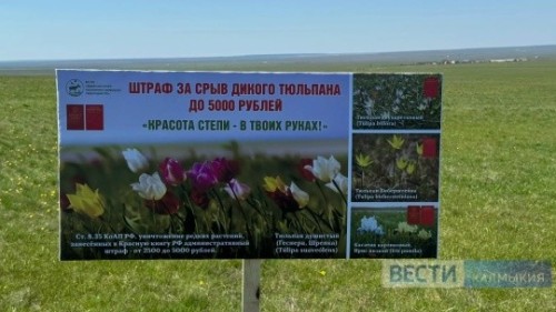 ️В Калмыкии за сбор краснокнижных тюльпанов грозит штраф.