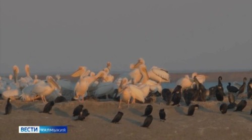 В заповеднике «Чёрные земли» в Калмыкии зафиксировали крупнейшую в России колонию краснокнижных розовых пеликанов.
