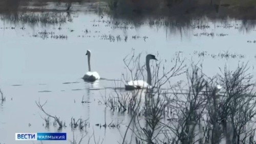 Жители поселка Артезиан стали свидетелями необычного зрелища: два грациозных лебедя прилетели на канал «Кума».