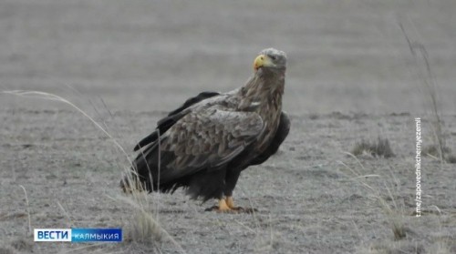 Сегодня — Международный день птиц.