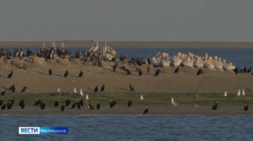 В апреле у большинства птиц начинается самый ответственный период — откладывание яиц и высиживание птенцов.