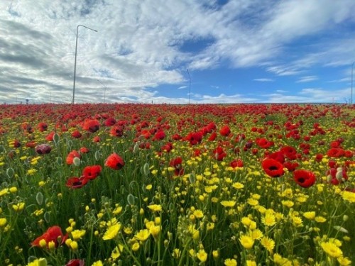 В Лаганском районе Калмыкии зацвели маки.