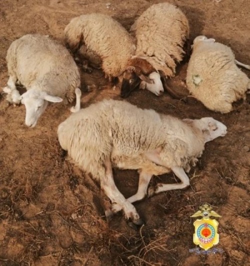 ️В Ики-Бурульском районе местной жительнице вернули похищенных овец.