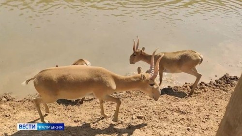 С сегодняшнего дня заповедник «Чёрные земли» открывается для посетителей.