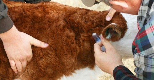 В Калмыкию поступило более ста тысяч вакцин от бешенства животных
