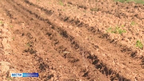 В Калмыкии в рамках нацпроекта «Экологическое благополучие» готовят почву к осенней посадке леса