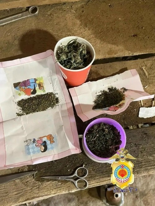 ️В Яшкульском районе у двух местных жителей изъяли более 480 граммов марихуаны