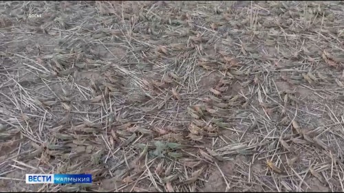 В Лаганском районе обнаружен очаг азиатской саранчи.