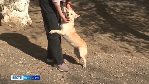 В жару собаки могут перегреться, даже находясь дома