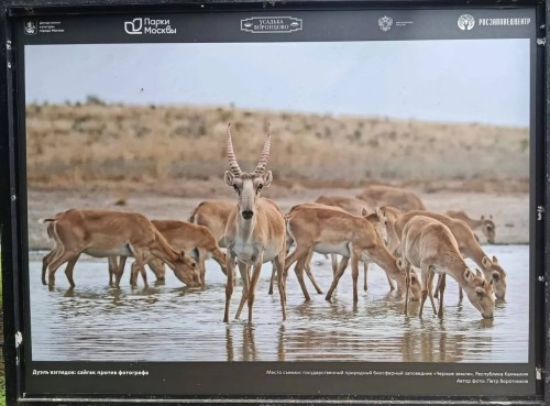 Заповедник «Черные земли» участвует в фотовыставке в Москве