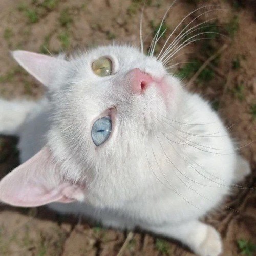 С Днём котиков!