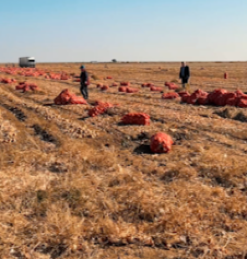 В Калмыкии завершается уборка овощей.