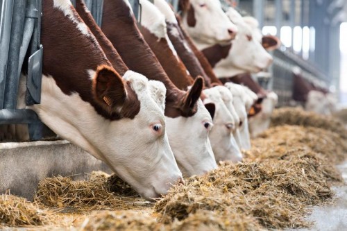 На развитие мясного животноводства выделено более 250 миллионов рублей